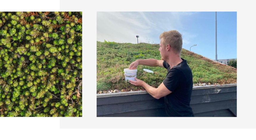 bemesten van een sedumdak