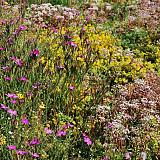 Biodivers Sedum Kruidentray Cassette