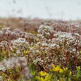 Groendak Lichtgewichtsysteem Extra