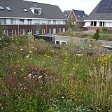 Biodivers Sedum Kruidendak