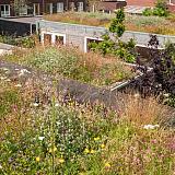 Biodivers Sedum Kruidendak