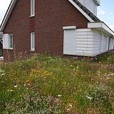 Biodivers Sedum Kruidendak