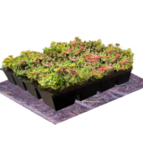 Leichtgewicht Sedum Kassette