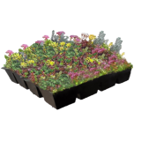 Biodivers Sedum Kruidentray Cassette