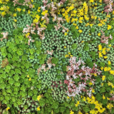 Gründach Leichtgewichtsystem