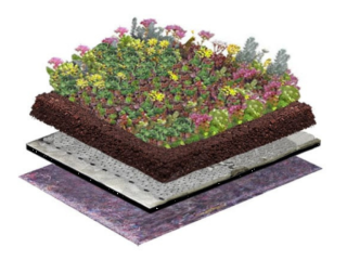 Biodivers Sedum Kruidendak