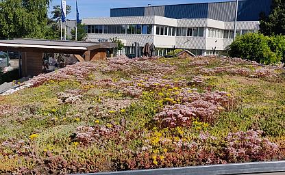 dakvergroeners groendak showtuin heemskerk