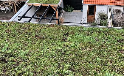 dakvergroeners groendak castricum