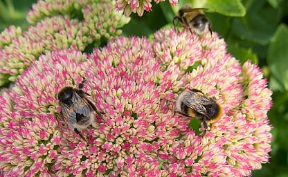 dakvergroeners bijtjes