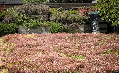 sedum in de zon dakvergroeners