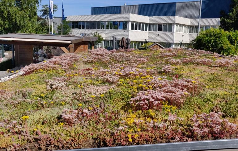Groendak Showtuin Heemskerk