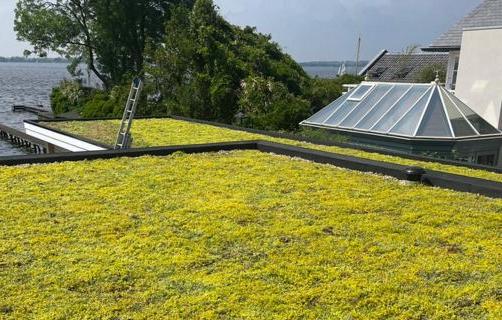 Er sedum på dit tag vinterhårdfør?