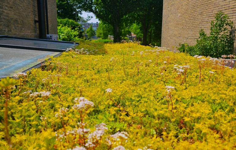 Grønt tag Heemskerk - Garagetag