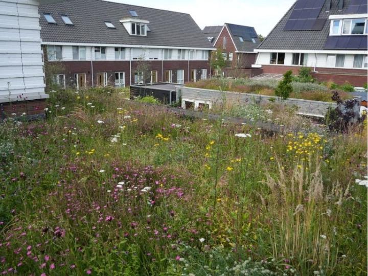 Biodivers Sedum Kruidentray Cassette