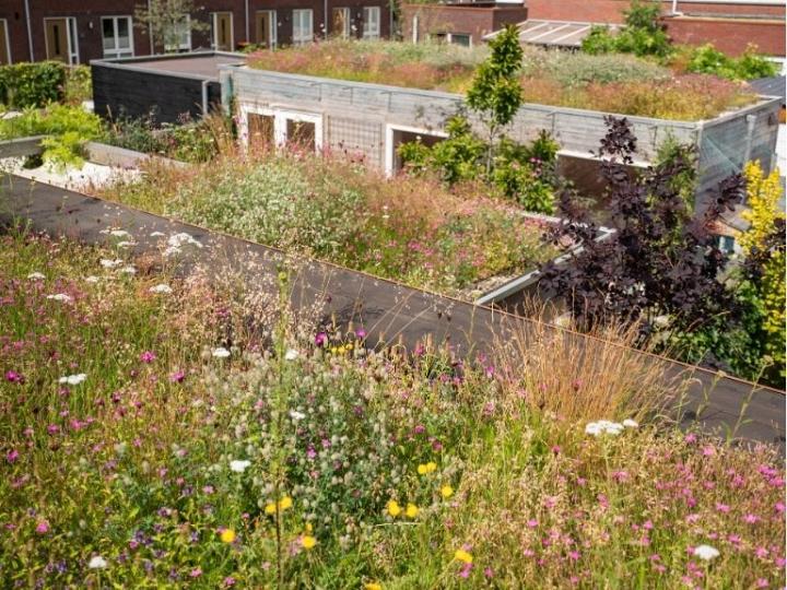 Biodivers Sedum Kruidentray Cassette