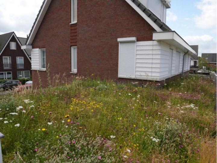 Biodivers Sedum Kruidentray Cassette