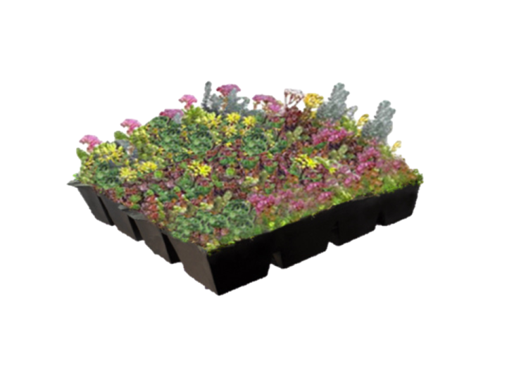 Biodivers Sedum Kruidentray Cassette