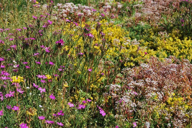 Biodivers Sedum Kruidentray Cassette